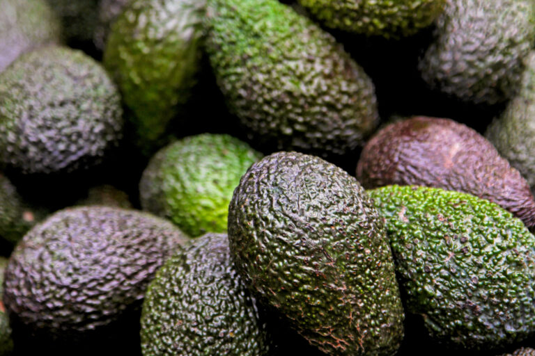  Mexico avocado season
