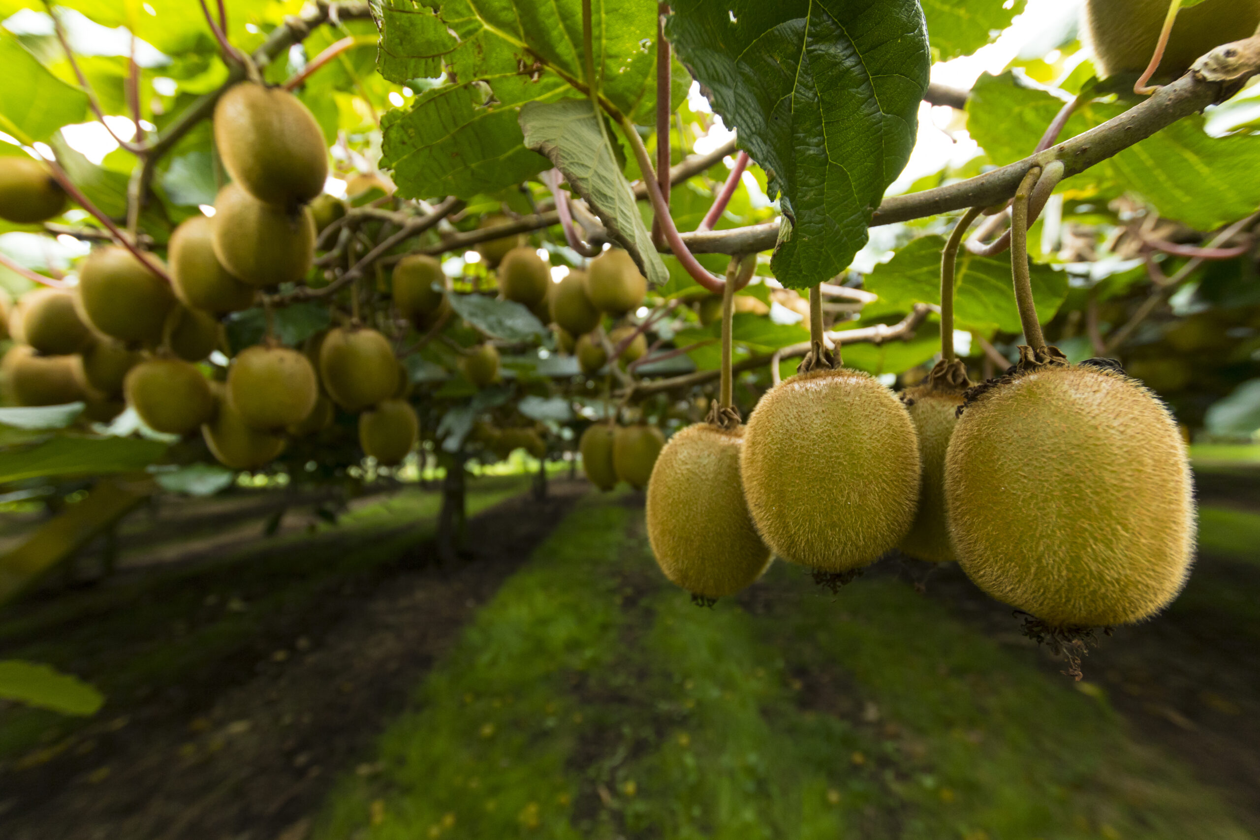 NZ kiwifruit growers suffer reduced crop