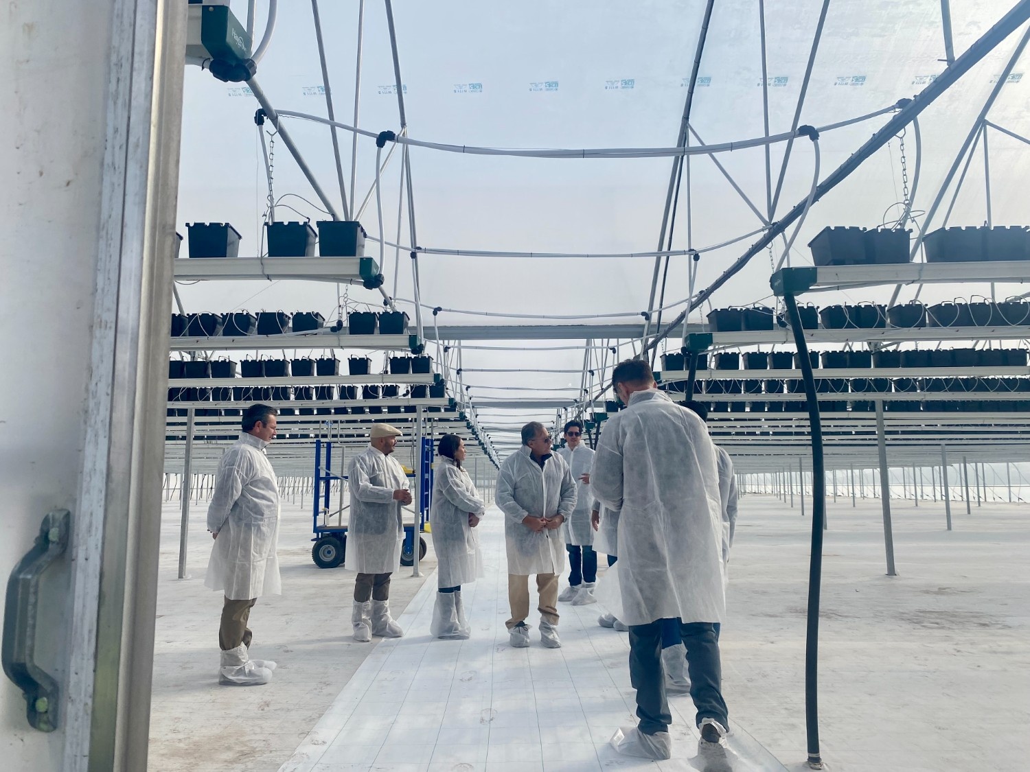 Driscoll's expands its presence in Mexico