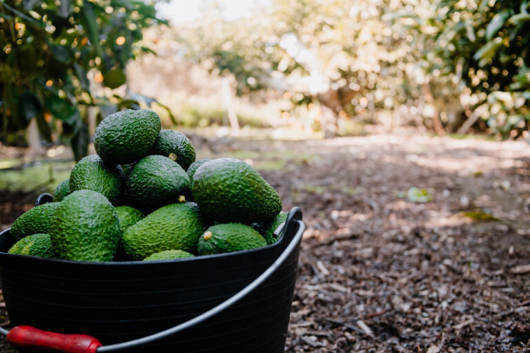 Global avocado market remains steady