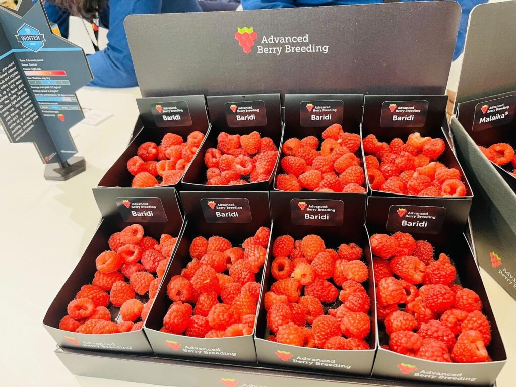 Advanced Berry Breeding unveils new raspberry varieties