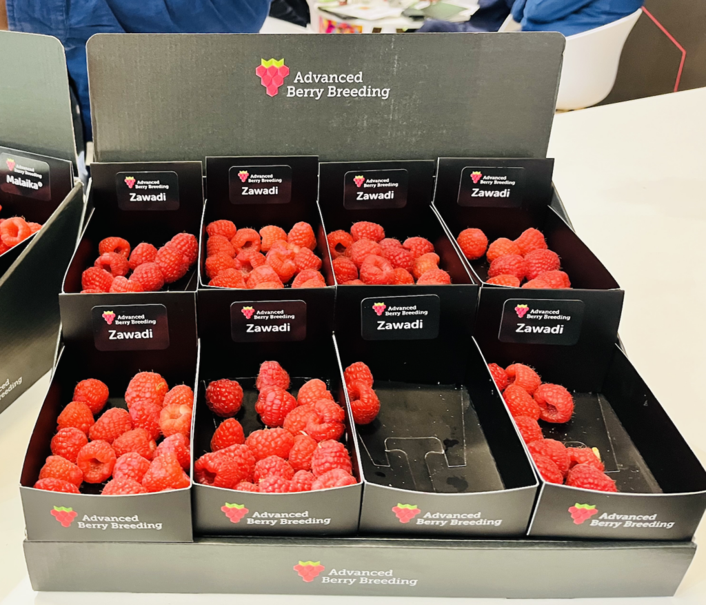 Advanced Berry Breeding unveils new raspberry varieties