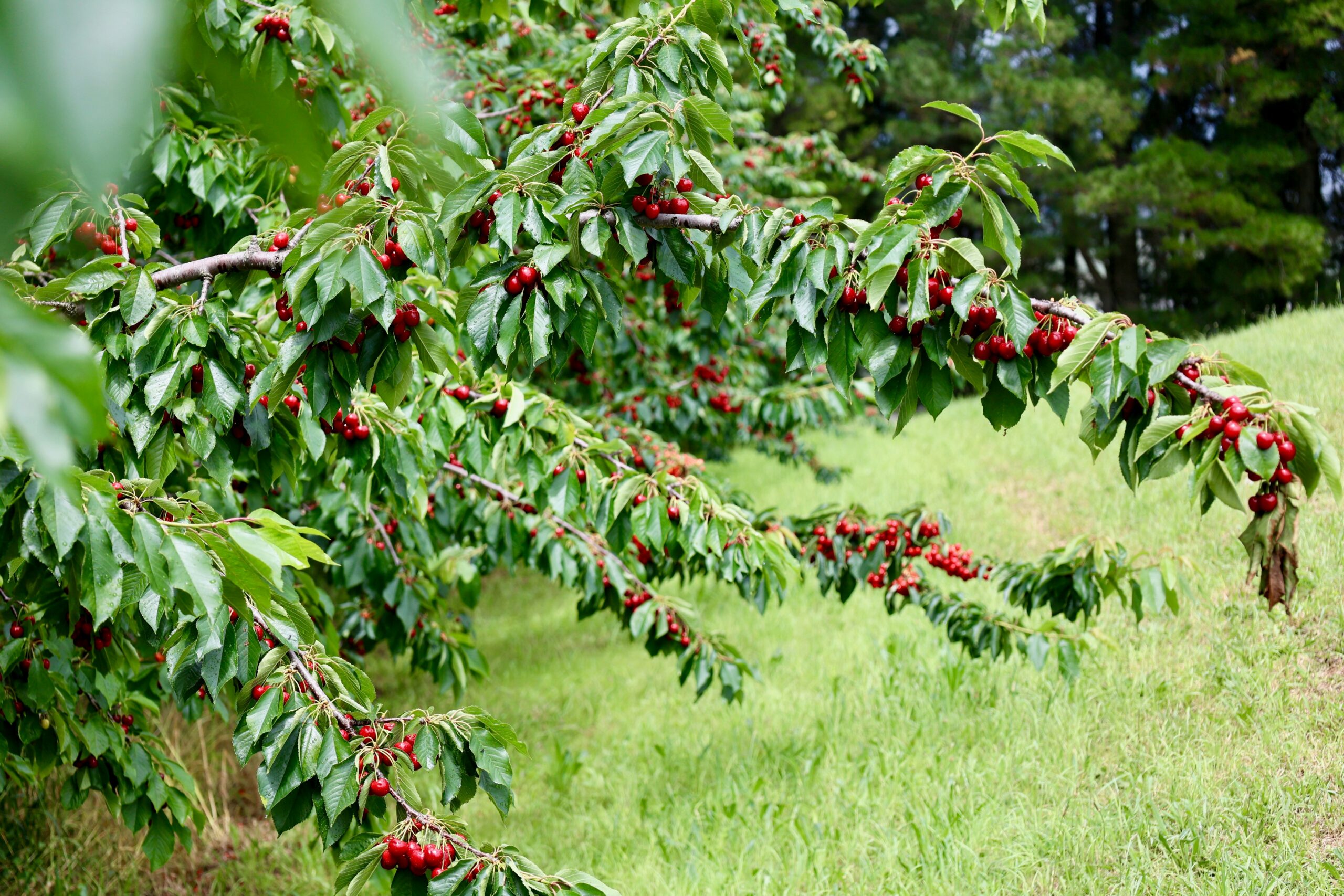 Australian cherry exports increase, as industry expands in India - Vimarsana News