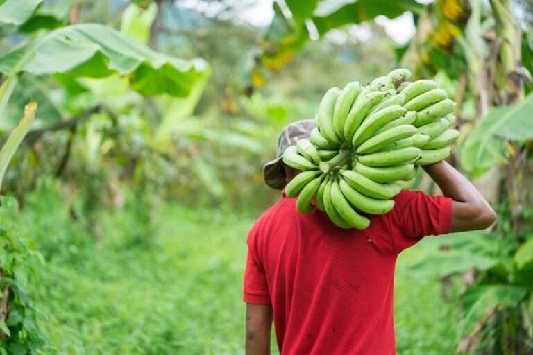 Chiquita worker strike in bocas del toro Panama ends
