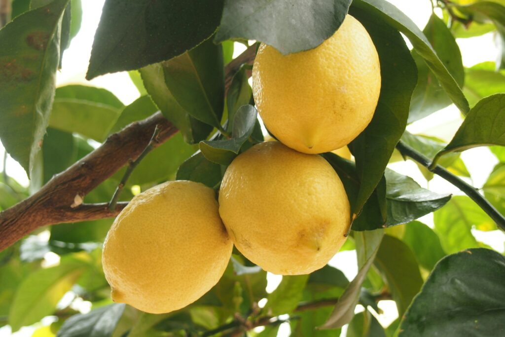 Lemon prices bounce back after hitting 'lowest in 30 years' during winter Lemon prices bounce back after hitting 'lowest in 30 years' during winter