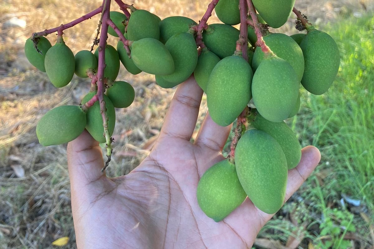 Goldenberry Farms envisions Colombia as a hub of organic fruits - Vimarsana News