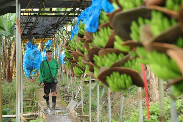 corbana Banana industry works to stay free of Tropical Fusarium Race 4