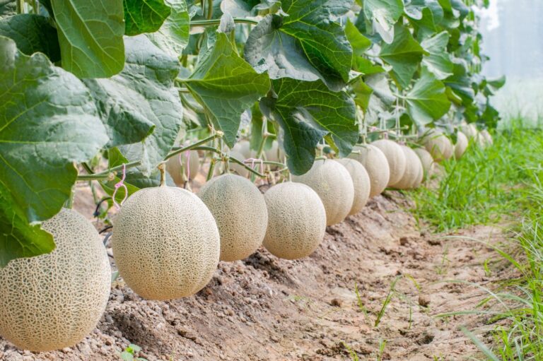 Westside Produce and Classic Fruit gear up for melon season