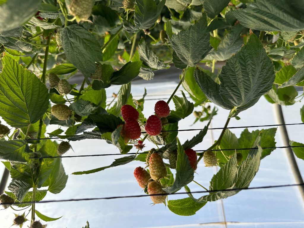 Planasa’s raspberry varieties Adelita and Pink Hudson®