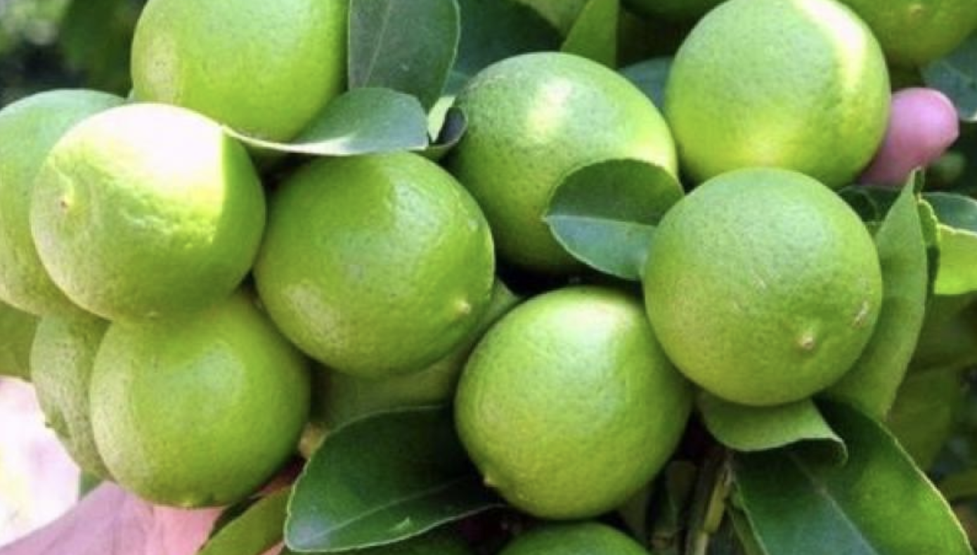 Mexico: Between 70 and 80% of Michoacán's lemon packing plants halt ...