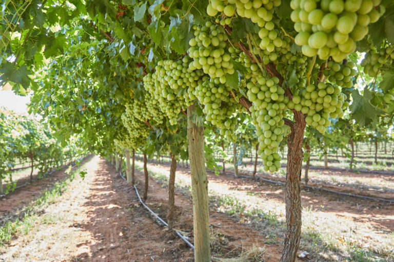 Sun World PVR AUTUMNCRISP