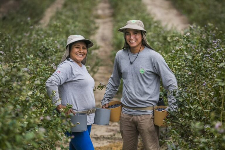 Camposol will focus its presence at Fruit Attraction on blueberries and grapes