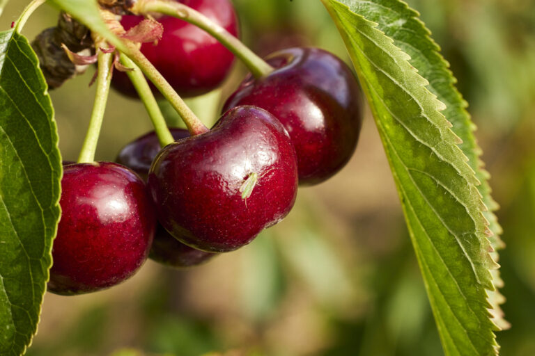 Australian cherry market
