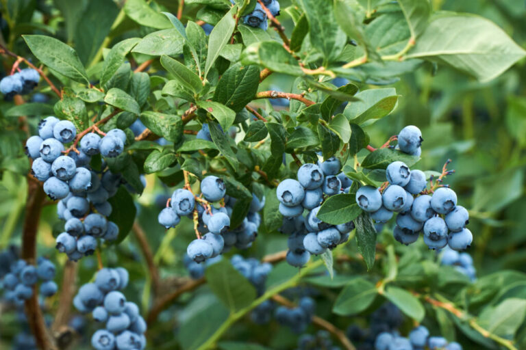 blueberry biosecurity