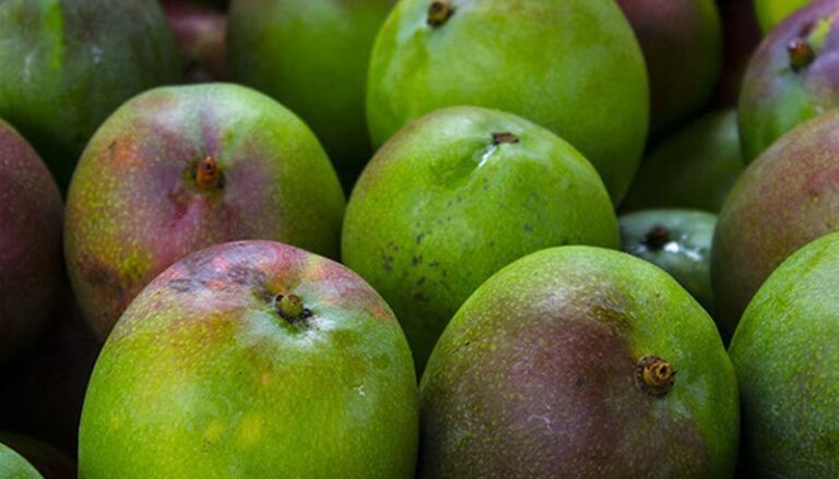 United States mango market