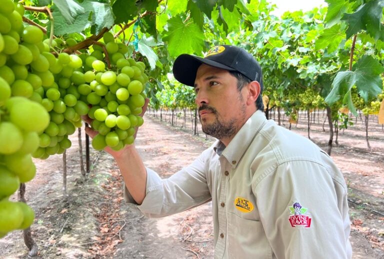 Divine Flavor table grapes