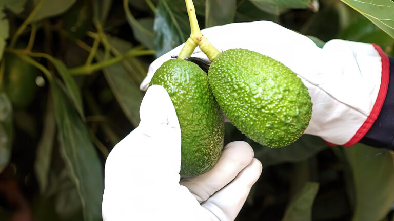 Gwen Jackimek avocado industry