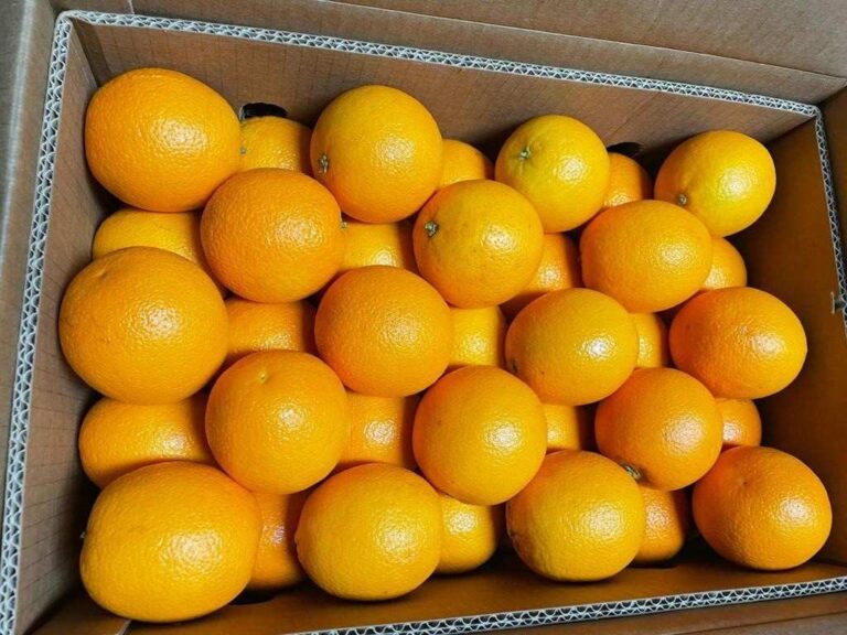 Salix Fruits begins citrus season from Southern Hemisphere