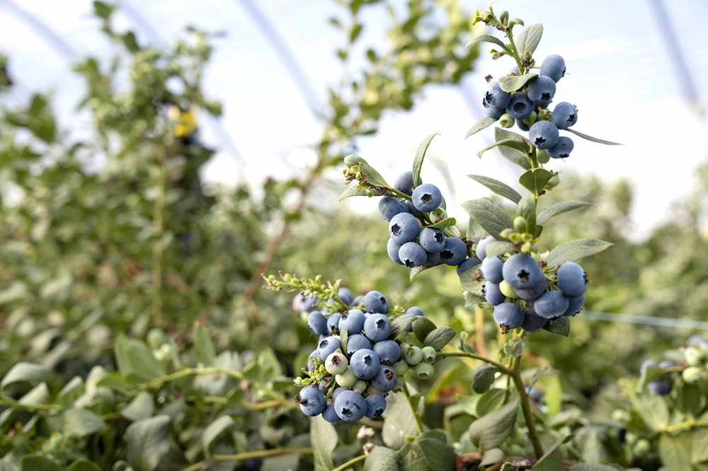 Australia: Oz Group takes 50% stake in The Berry Collective, partnering with Mountain Blue Australia: Oz Group takes 50% stake in The Berry Collective, partnering with Mountain Blue