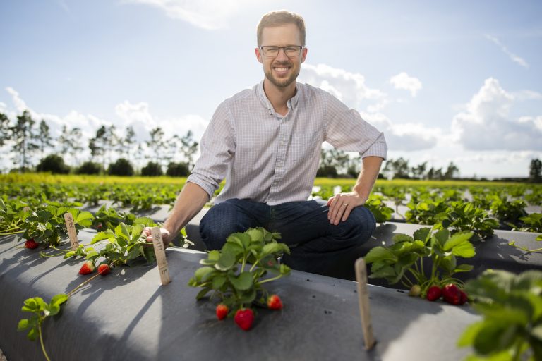 Study reveals complex evolutionary history of modern strawberries Study reveals complex evolutionary history of modern strawberries