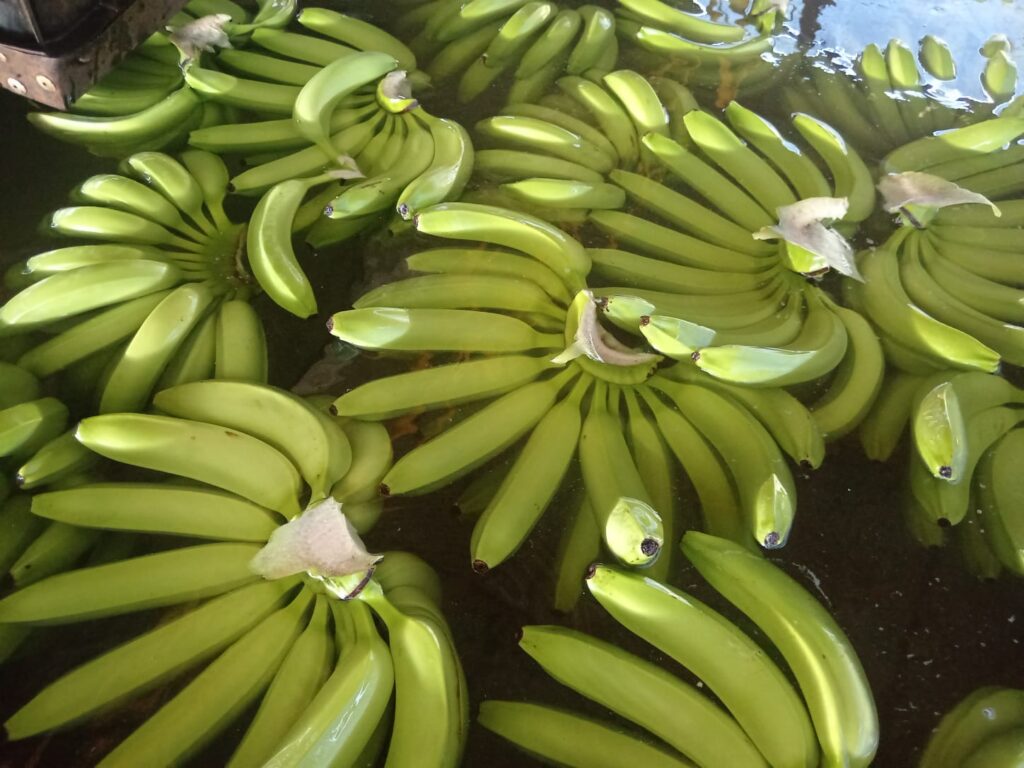 The Dominican Republic's plantain industry is shrinking, ADOBANANO tells us why The Dominican Republic's plantain industry is shrinking, ADOBANANO tells us why