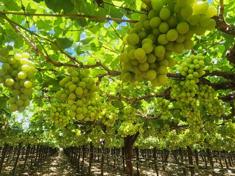 California grapes