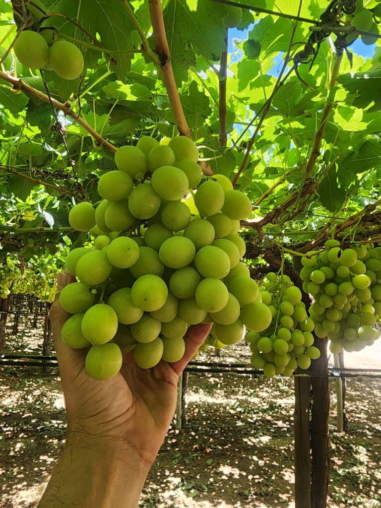 California grapes