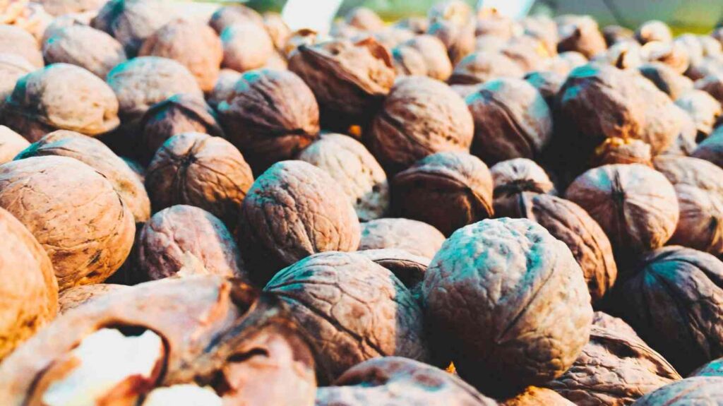 Walnuts may aid in colon cancer prevention, study finds Walnuts may aid in colon cancer prevention, study finds