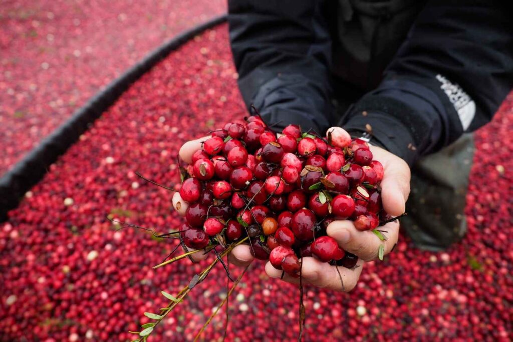 Ocean Spray launches new Craisins® Dried Cranberries flavors for snacks