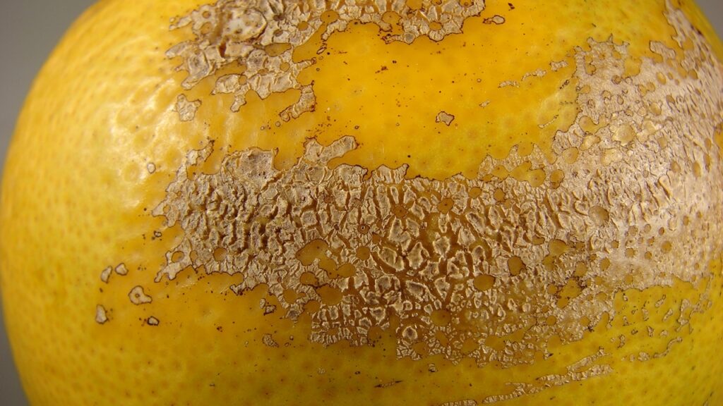 APHIS expands sweet orange scab quarantine in California APHIS expands sweet orange scab quarantine in California