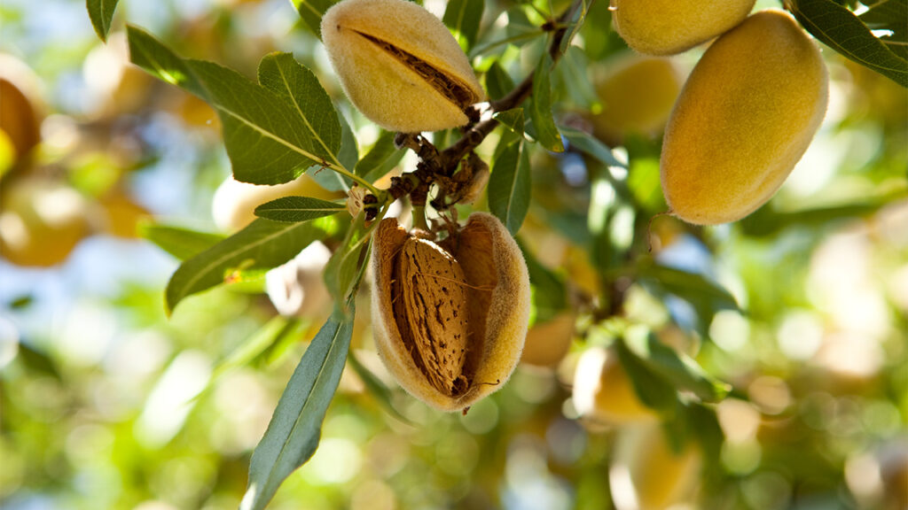 California almond crop estimated 10% higher for 2025 California almond crop estimated 10% higher for 2025
