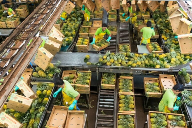 Workers pack pineapples in cardboard boxes in one of Fresh Del Monte's packing facilities.