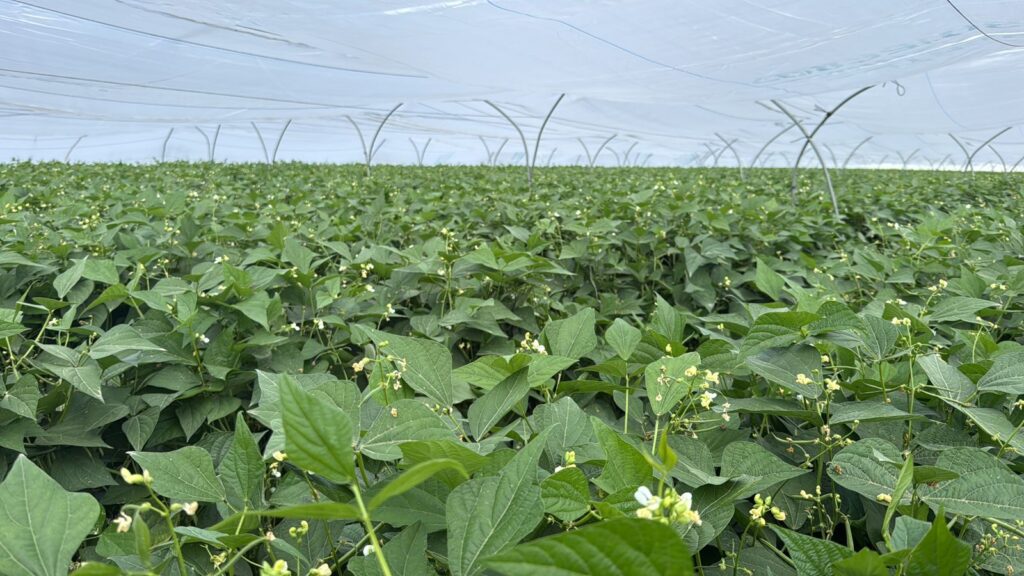 Born Farms Redefines Agriculture with Tunnel Innovation: A Regenerative Breakthrough for a Predictable Food System Born Farms Redefines Agriculture with Tunnel Innovation: A Regenerative Breakthrough for a Predictable Food System