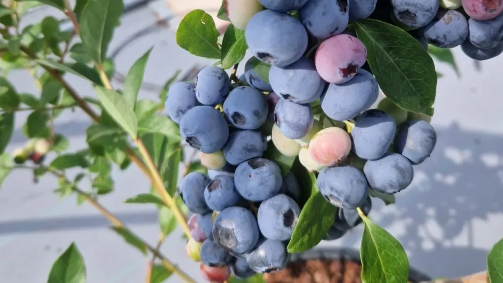 Meet Highland Charm, the first Scottish blueberry variety Meet Highland Charm, the first Scottish blueberry variety