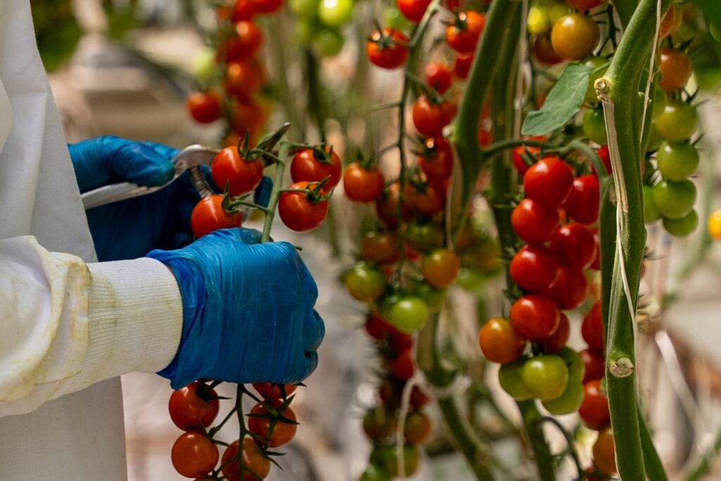 NatureSweet on termination of Tomato Suspension Agreement: NatureSweet on termination of Tomato Suspension Agreement: