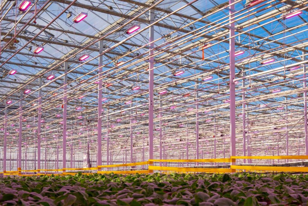 Better and greener lettuce—Greenway Farms partners up with Sollum Technologies Better and greener lettuce—Greenway Farms partners up with Sollum Technologies