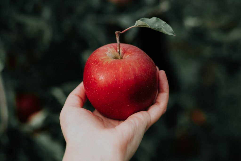 U.S. apple producers appease South Korean farmers over potential market expansion U.S. apple producers appease South Korean farmers over potential market expansion