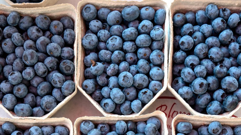 B.C. court approves receiver in $19M blueberry farm default