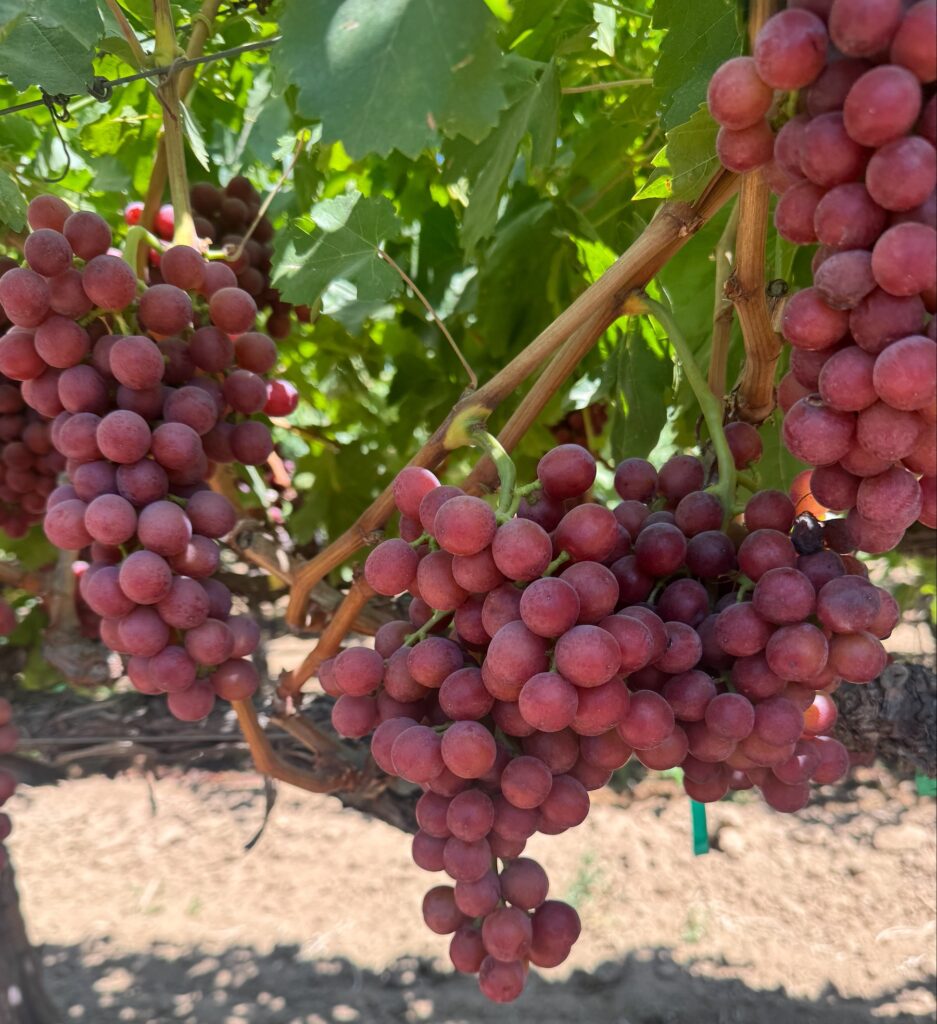 Sun Grape California LLC launch California grape season with sustainable packaging and steady supply Sun Grape California LLC launch California grape season with sustainable packaging and steady supply