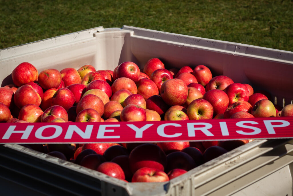 Honeycrisp supply crunch could end soon Honeycrisp supply crunch could end soon