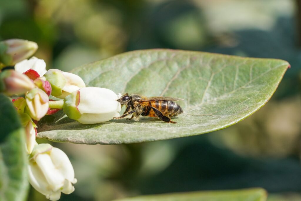 More pollination hours and better hive health—the science behind Beeflow technology