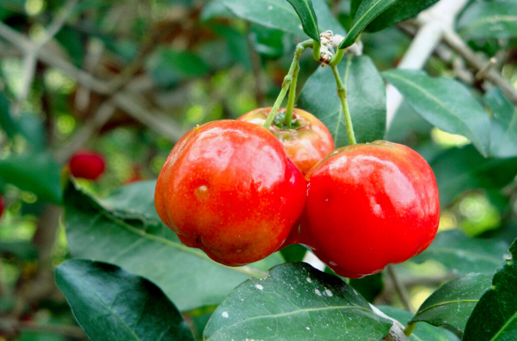 Researchers want to make acerola cherries Florida’s new fruit sensation
