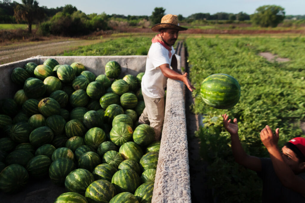 U.S. watermelon season hit hard by logistics and tariff woes