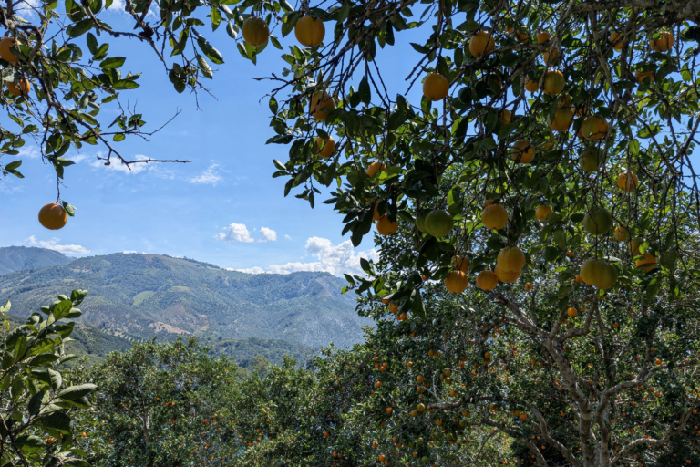 Eosta's orange groves in Peru