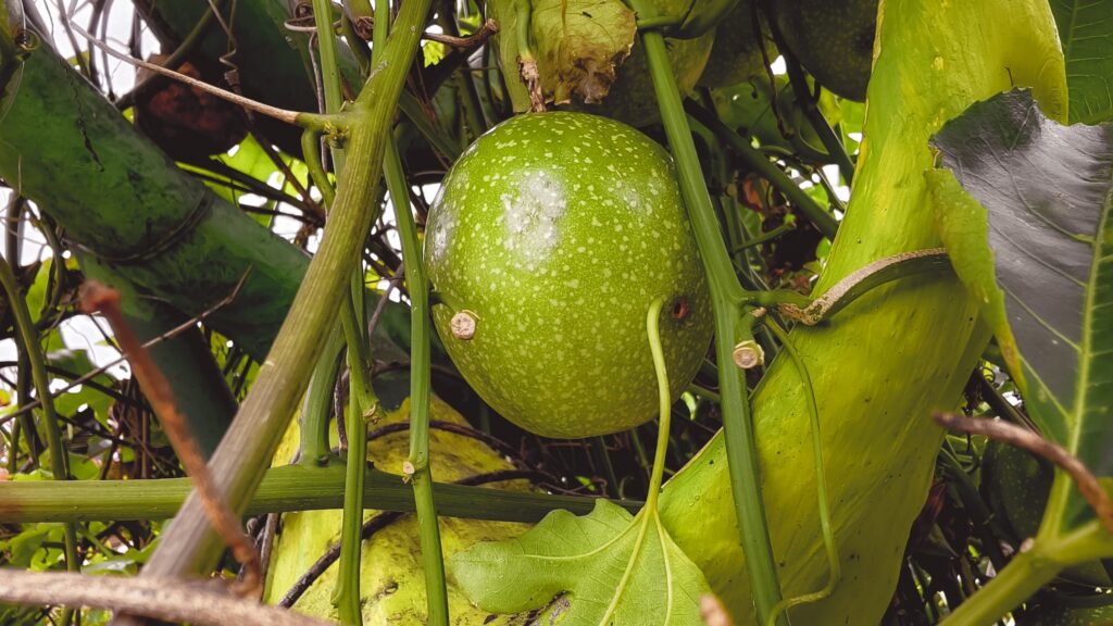 Juice drives passion fruit export surge as Peru regains ground