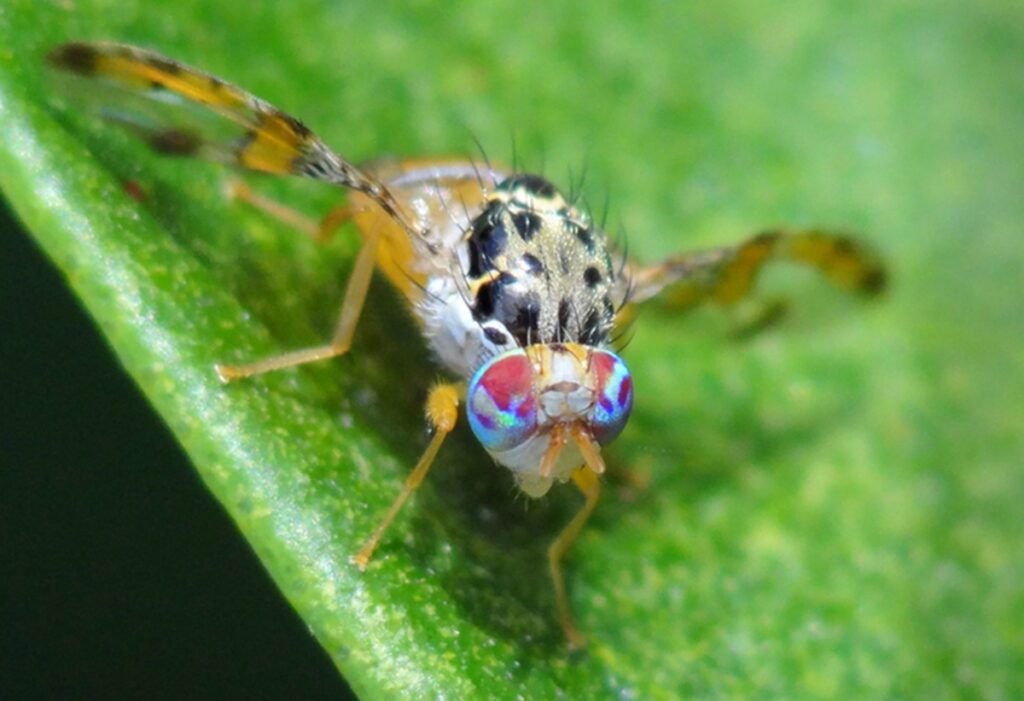California imposes quarantine in Santa Clara County over medfly infestation