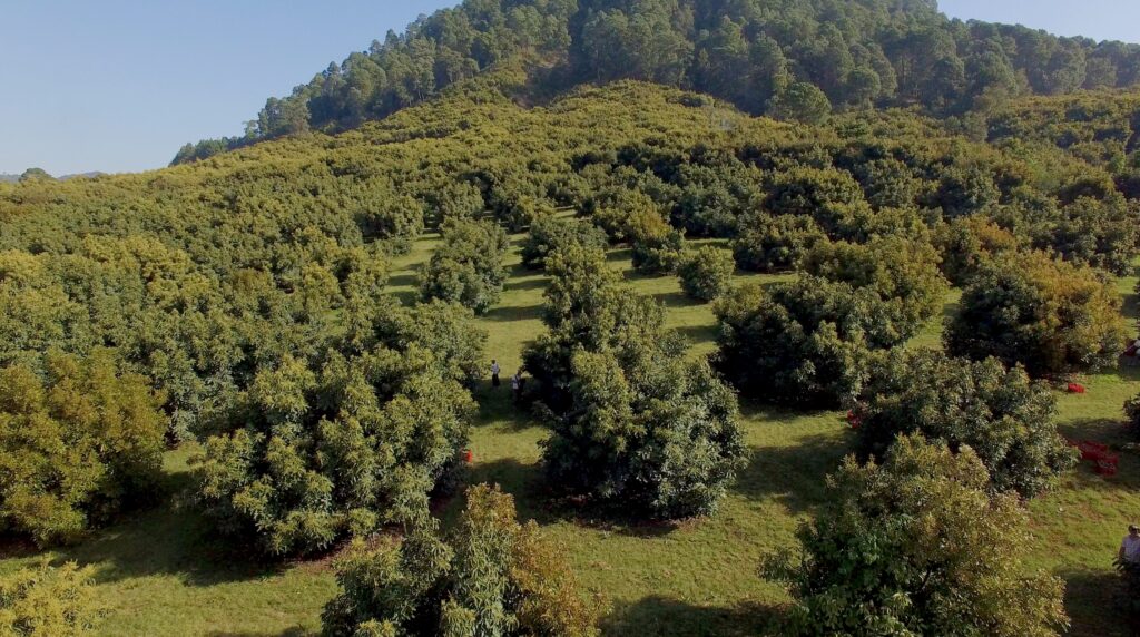 Mexican avocado industry bets on sustainability, pledging the fruit will be “deforestation-free” by 2026