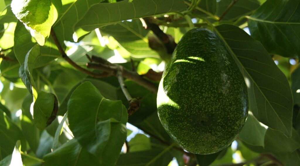 Peruvian avocado exports to the U.S. increase 42%