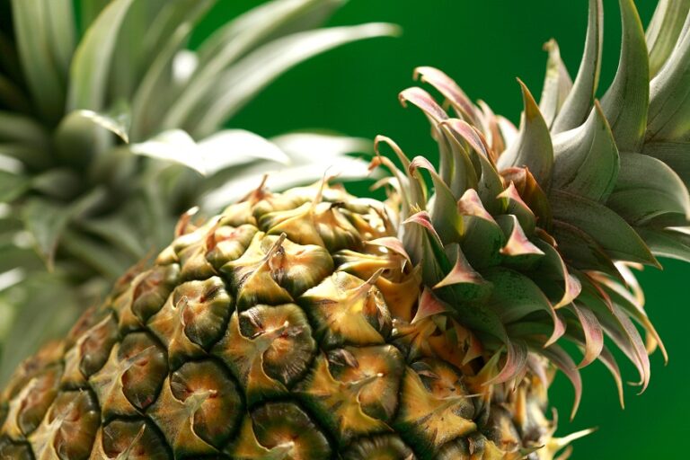 Costa Rican pineapple