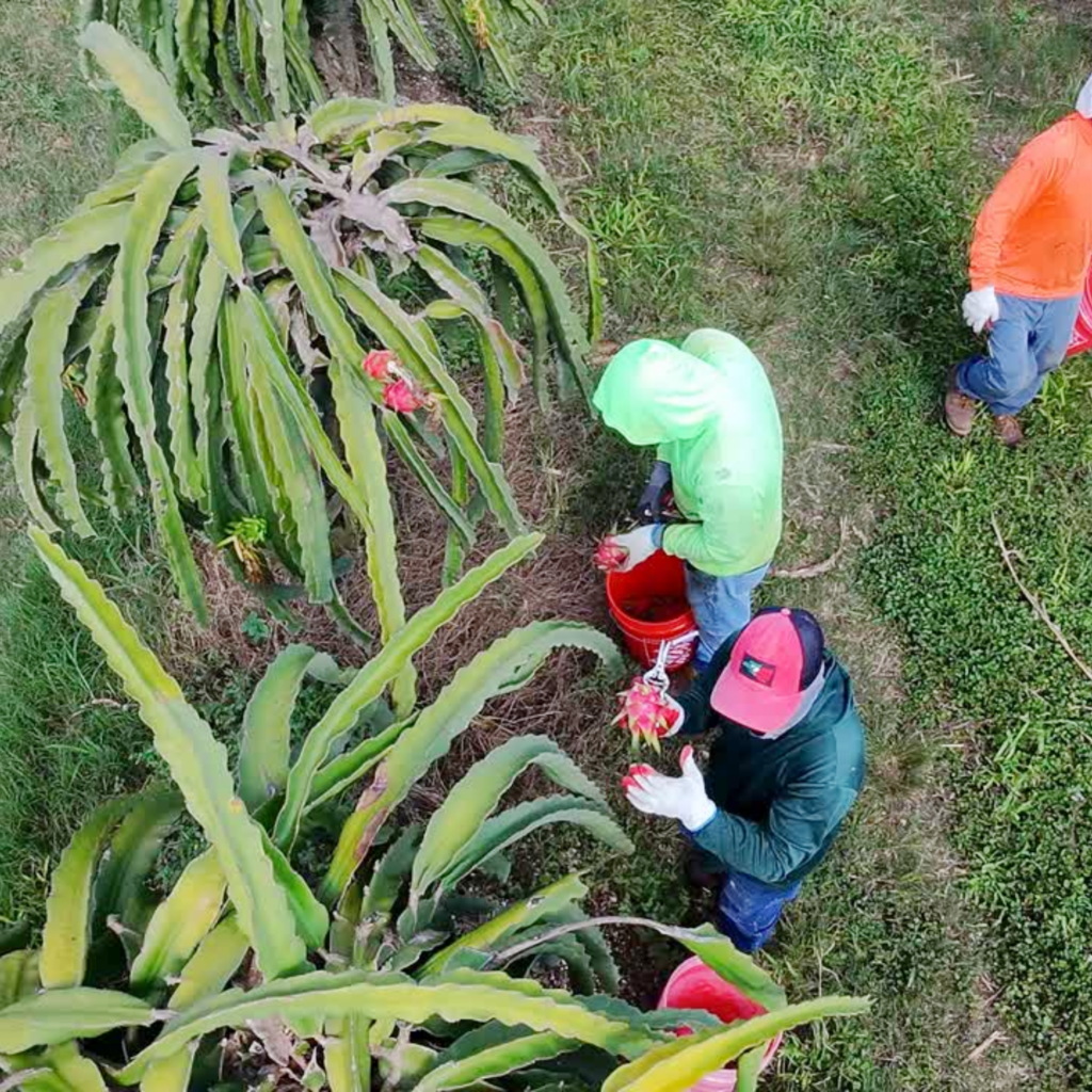 Florida dragon fruit: small size, big ambitions